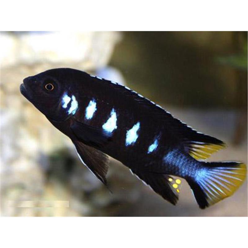 Pseudotropheus elongatus chewere - imagine 5